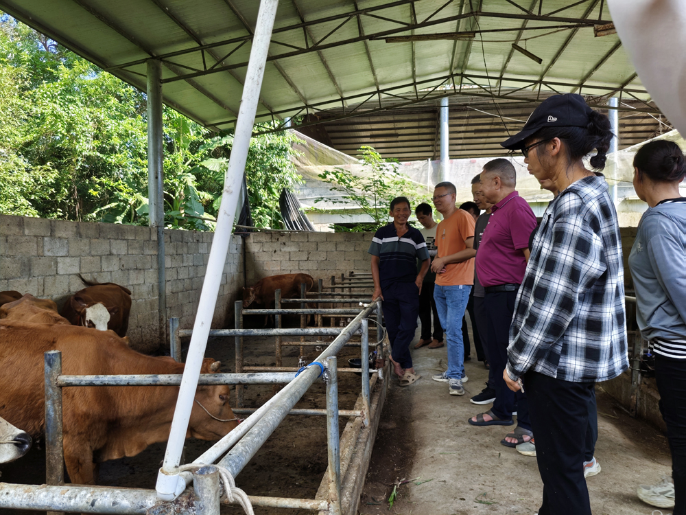 到肉牛养殖场进行现场指导1.jpg